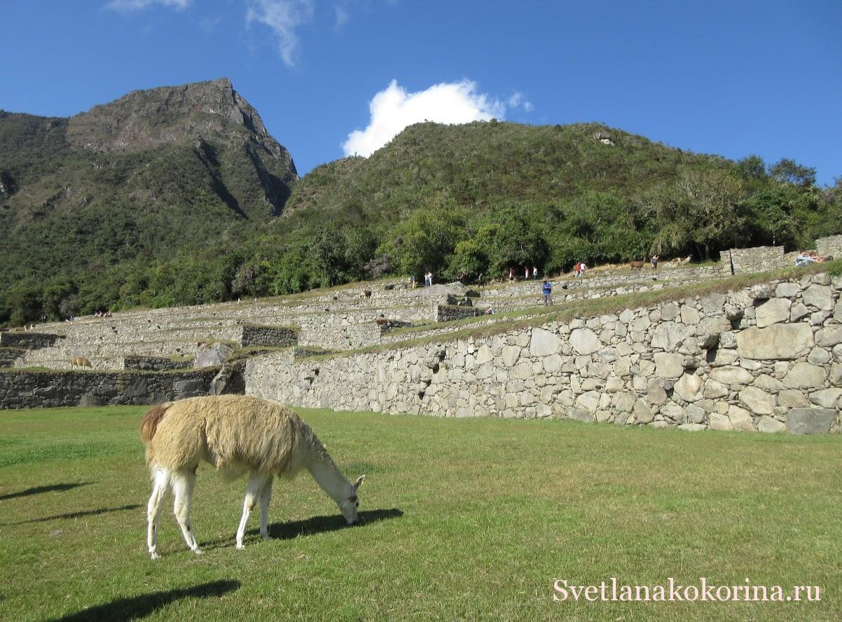 На развалинах города Мачу-Пикчу пасутся ламы