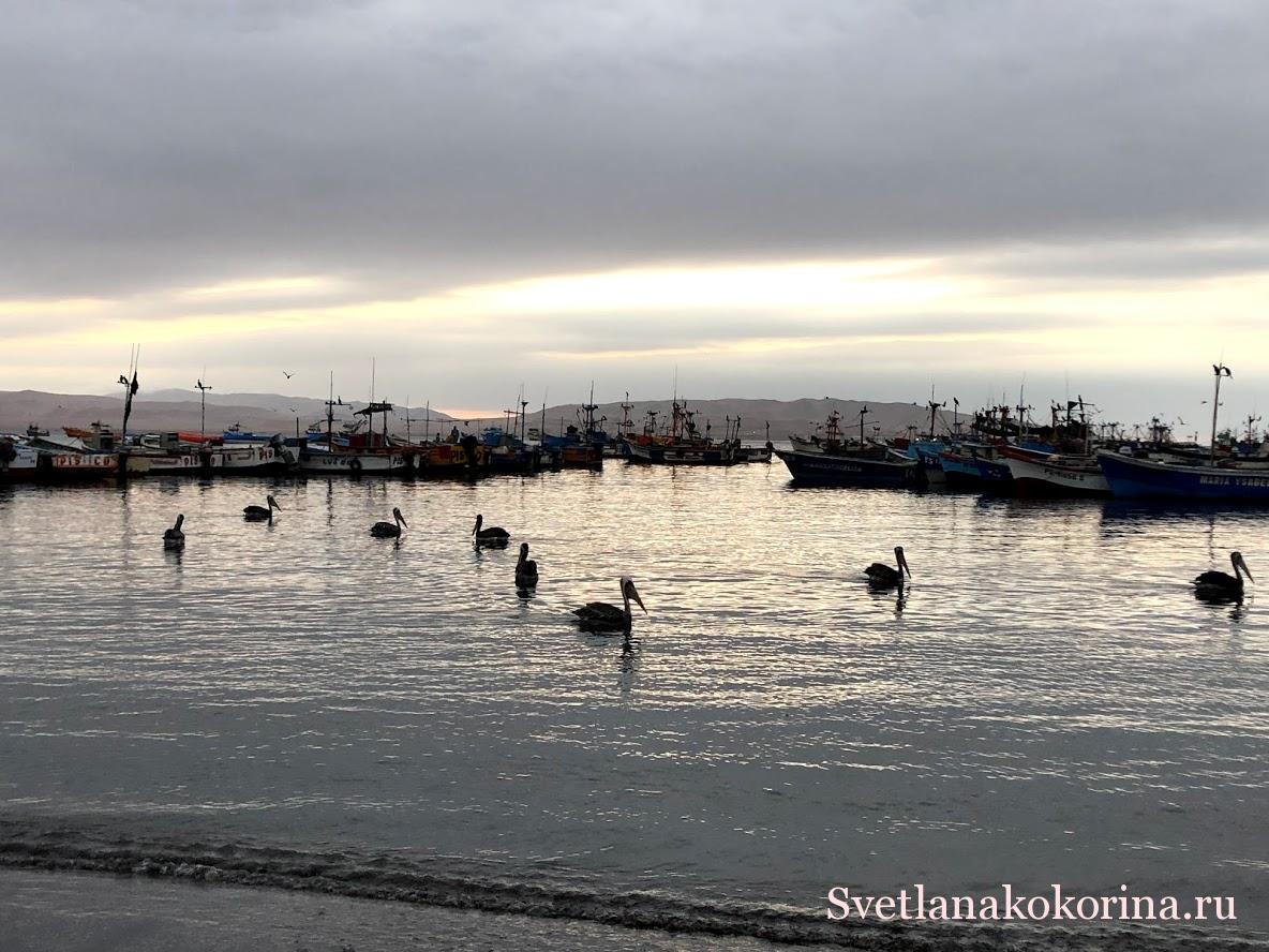 Пеликаны на закате