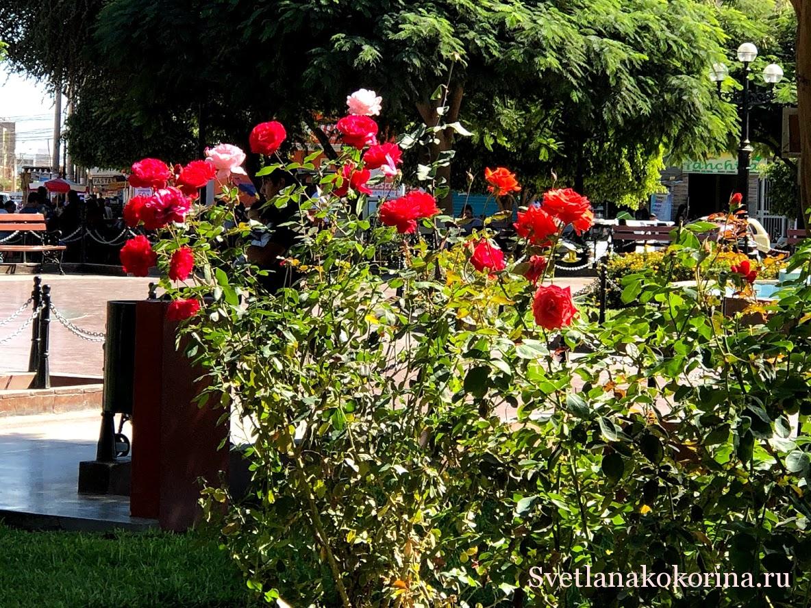 Розы на главной площади Наски
