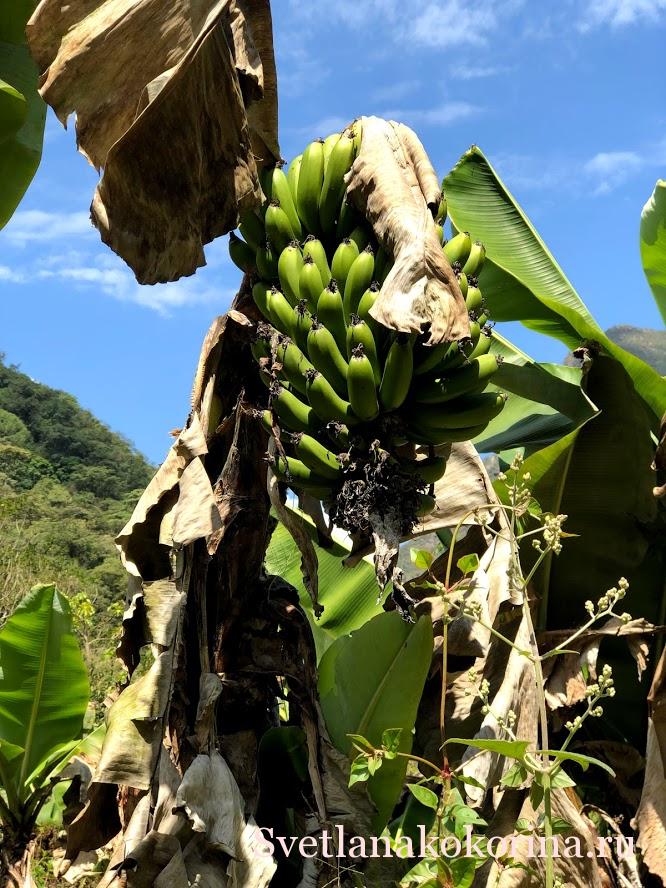 Бананы