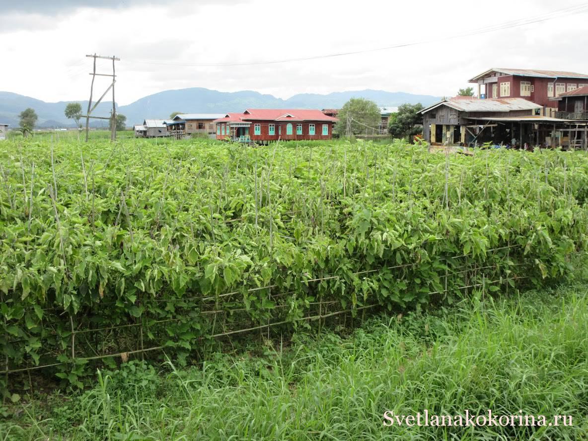 Плавающий огород